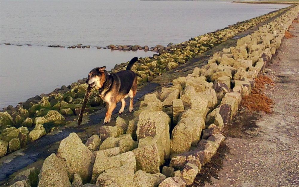 Hotel, Restaurant, Cafe Pharisaeerhof - Nordseeurlaub Mit Hund Nordstrand Exterior photo